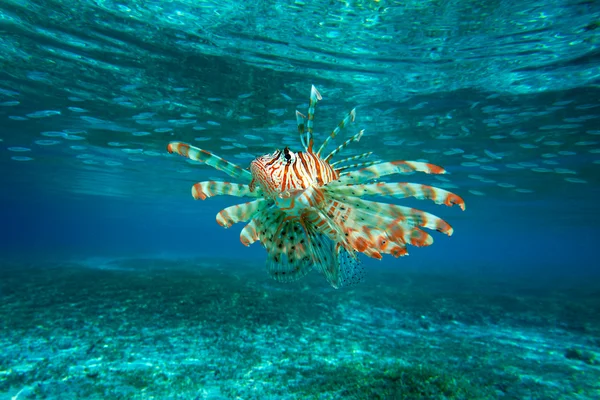 Lion Fish — Stock Photo, Image