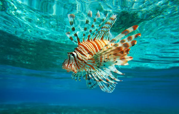 Pesce leone — Foto Stock