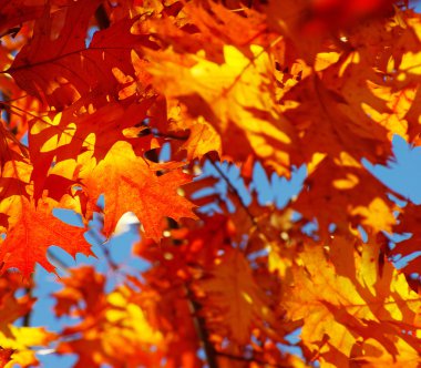 Sonbahar Yaprakları