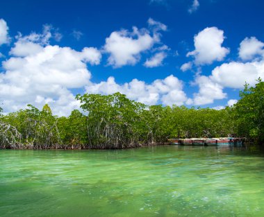 mangrov ağaçlar Denizi