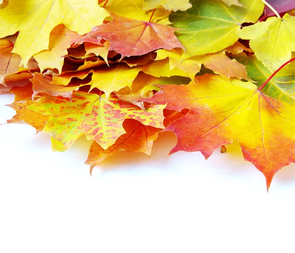 Őszi maple leafs — Stock Fotó