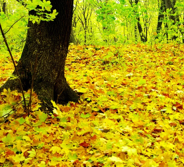 Feuilles d'érable — Photo