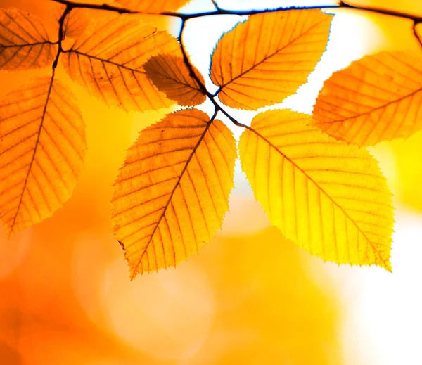 Hojas de otoño — Foto de Stock