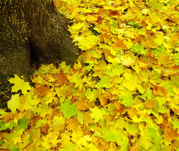 Ahornblätter als Hintergrund — Stockfoto