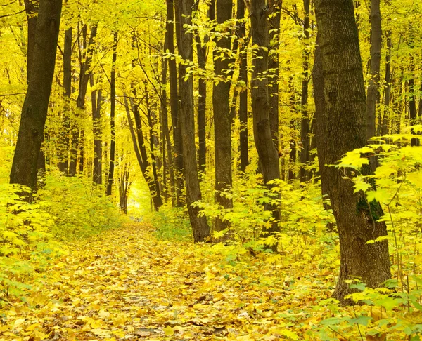 Bosque de otoño — Foto de Stock