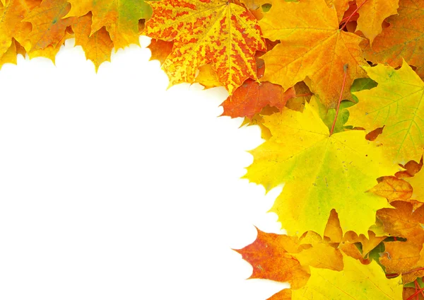 Autumn maple leafs — Stock Photo, Image