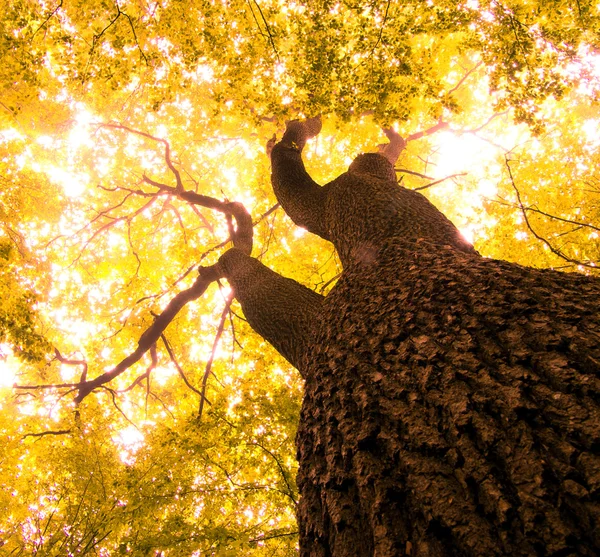 Folhas de Outono — Fotografia de Stock