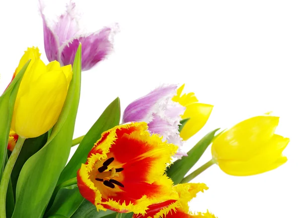 Bouquet of  tulips — Stock Photo, Image