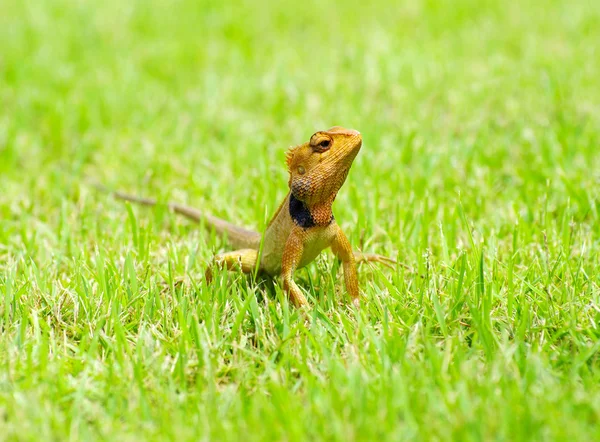Lizard strolling in the grass — Stock Photo, Image
