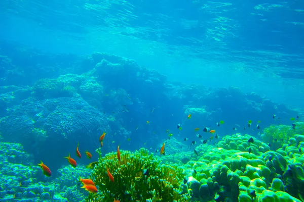 Unterwasserpanorama mit Fischen — Stockfoto