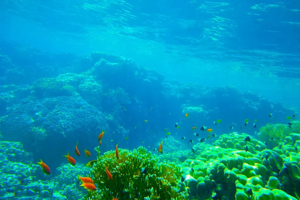 Underwater panorama with fish — Stock Photo, Image