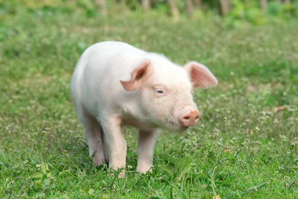 Porc sur une herbe verte printanière — Photo