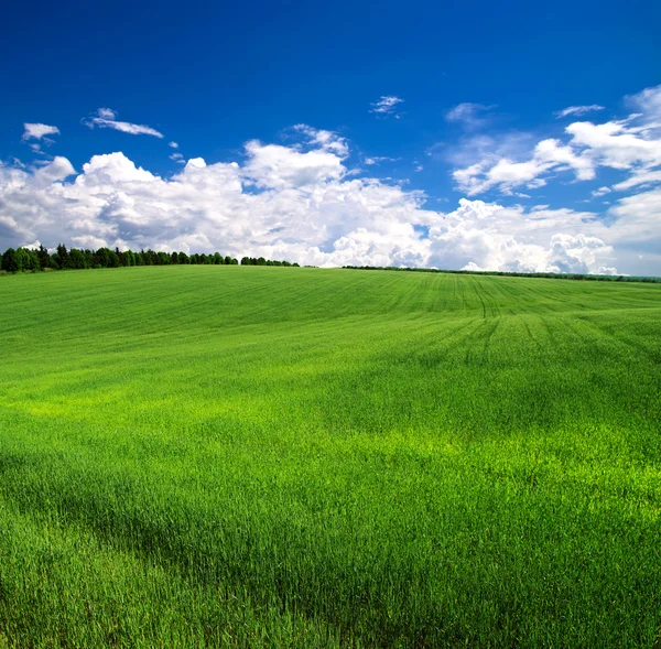 Green field — Stock Photo, Image