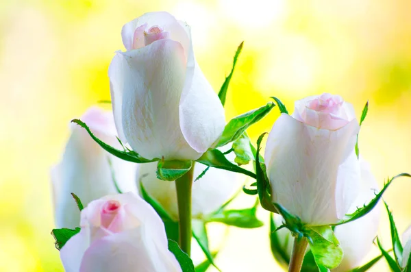 White roses — Stock Photo, Image