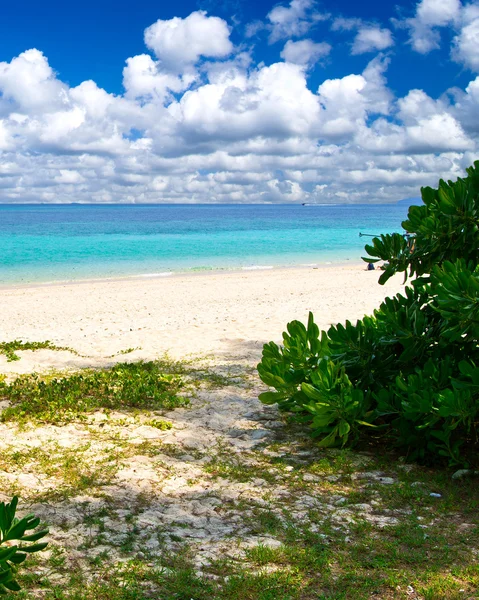 Playa y mar tropical — Foto de Stock