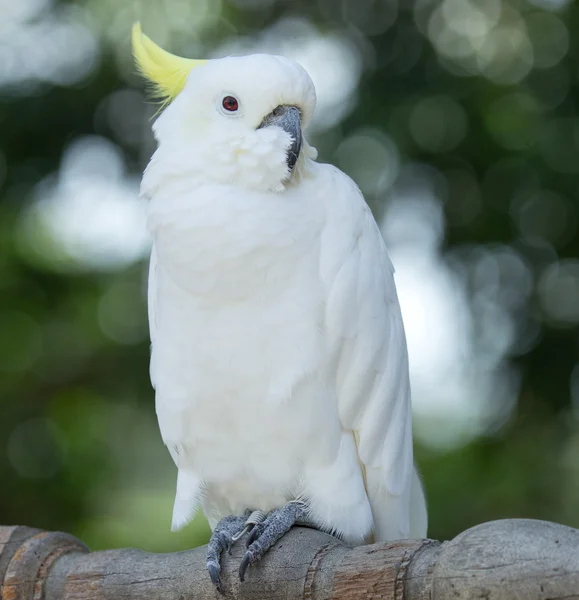 Papagei-Vogel — Stockfoto