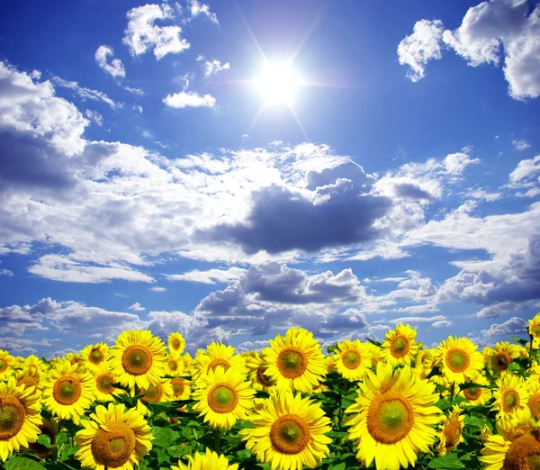 Sunflowers field — Stock Photo, Image