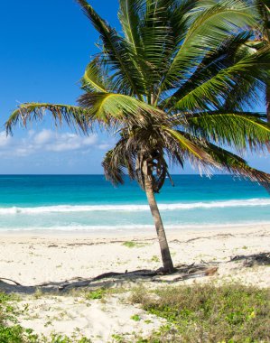 plaj ve tropikal deniz