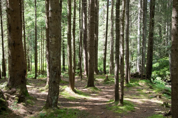 Grüner Wald — Stockfoto