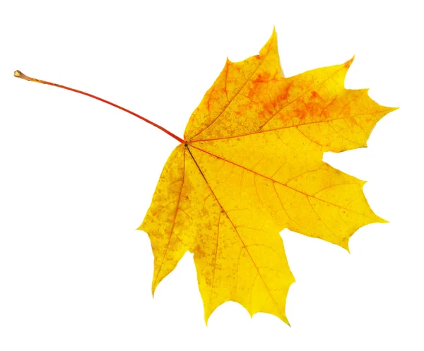 Herbst-Ahornblatt — Stockfoto