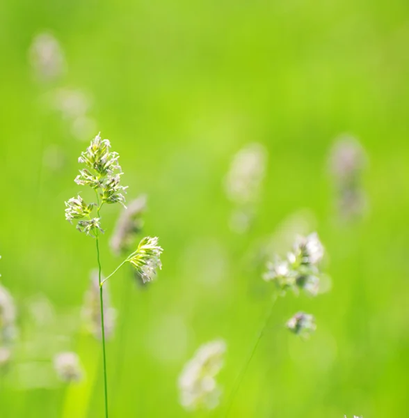 Grama verde — Fotografia de Stock