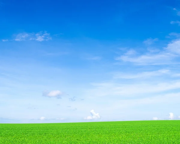 Veld en blauwe lucht — Stockfoto