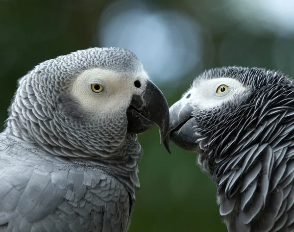 Papegaai vogels — Stockfoto