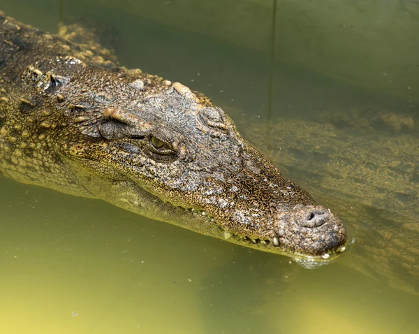 Close up of an Alligator — Stock Photo, Image