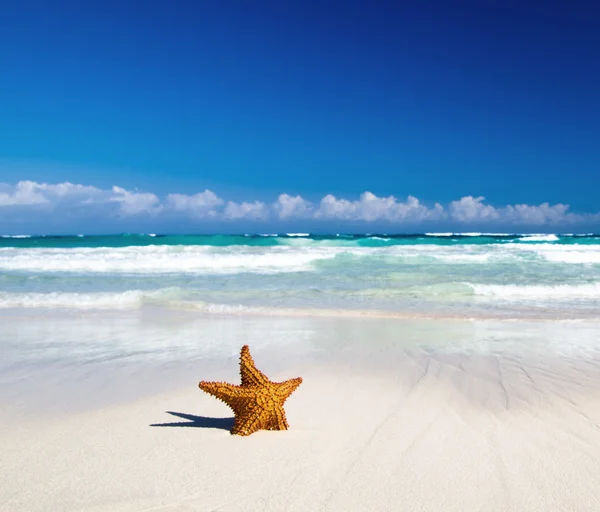 Plajı ile deniz yıldızı — Stok fotoğraf