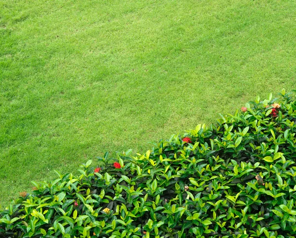 Voorjaar groen gras — Stockfoto