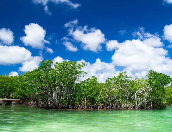 Alberi di mangrovie — Foto Stock