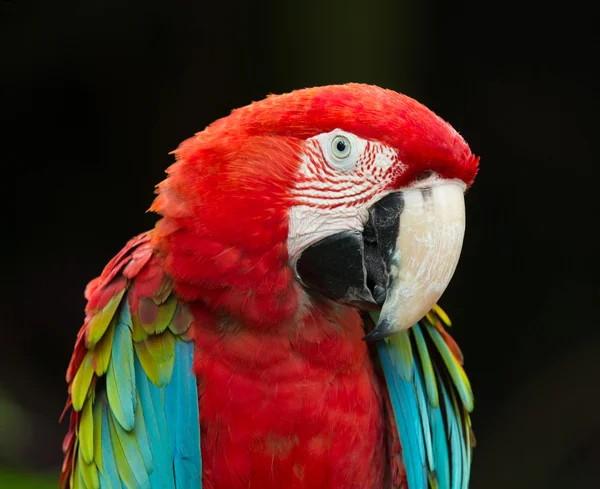 Macaws parrot — Stock Photo, Image