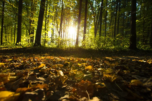 Φως του ήλιου στο δάσος — Φωτογραφία Αρχείου