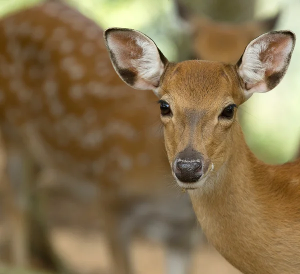 Jeleń Whitetail — Zdjęcie stockowe