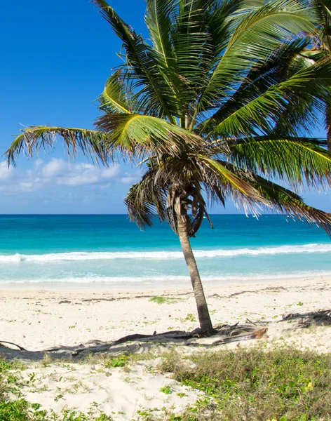 plaj ve tropikal deniz