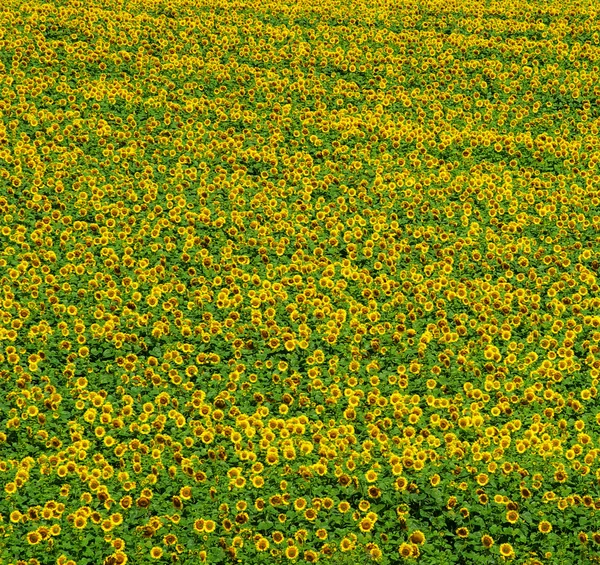Feld einer Sonnenblume — Stockfoto