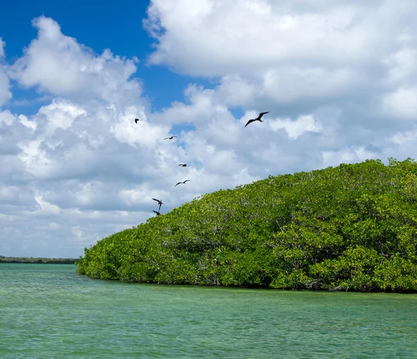 Alberi di mangrovie in mare — Foto Stock