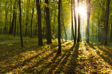 Ormanda güneş ışığı
