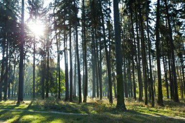 Ormanda güneş ışığı
