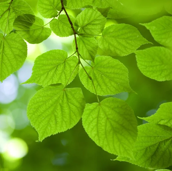 Foglie verdi — Foto Stock