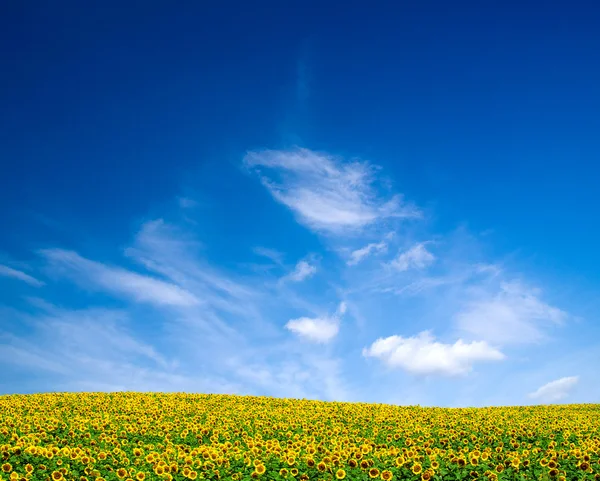 Slunečnice na modré obloze — Stock fotografie