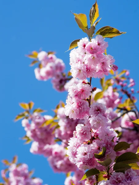 Flores de cereza de primavera —  Fotos de Stock