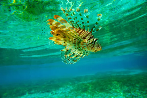 Lion fish — Stock Photo, Image