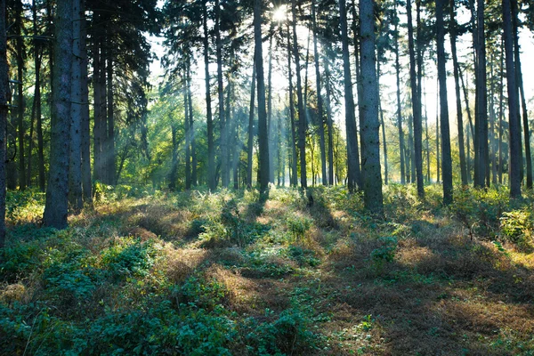 Luz solar na floresta — Fotografia de Stock