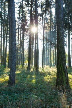 Ormanda güneş ışığı