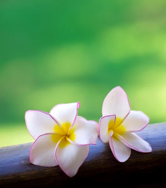 Frangipani blommor — Stockfoto