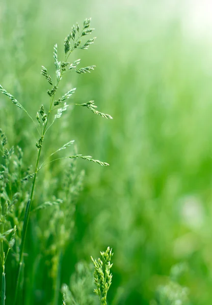 Hierba verde —  Fotos de Stock