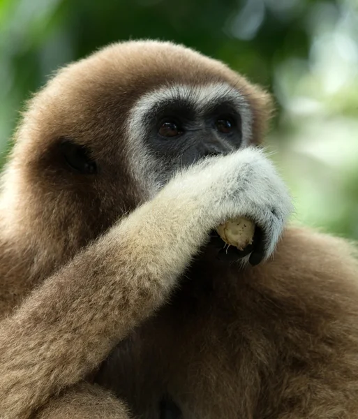 Gibbon di kebun binatang — Stok Foto