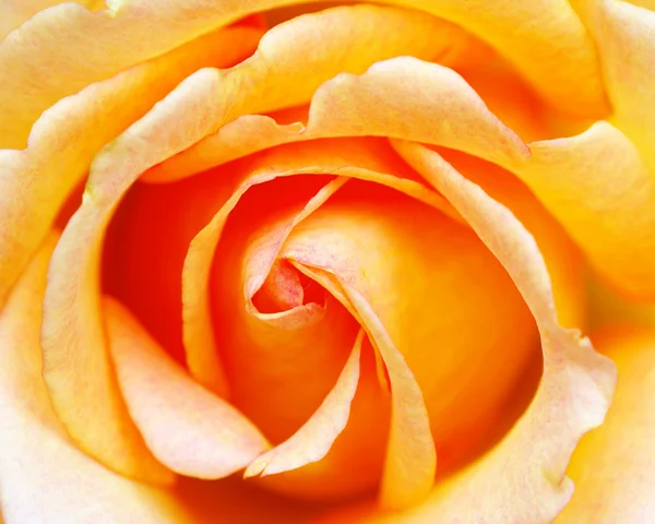 Rose orange — Photo