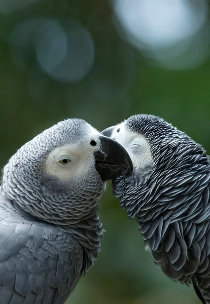 Macaws papegaaien — Stockfoto